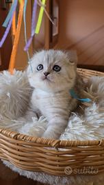 Cuccioli scottish fold e straight silver shaded