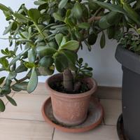 Albero di giada (Crassula Ovada) 5 anni Parma