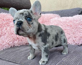Cuccioli bulldog francesi merle maschi e femmli