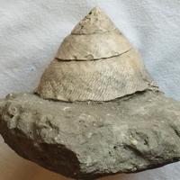 Guscio fossilizzato di Trochus (Pliocene - Empoli)