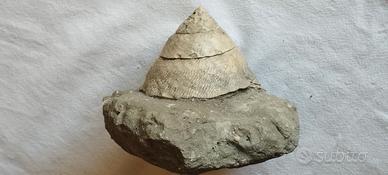Guscio fossilizzato di Trochus (Pliocene - Empoli)