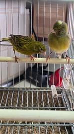 Coppia canarini spagnoli