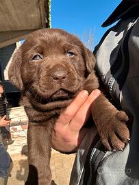 Labrador chiocolate pedigree