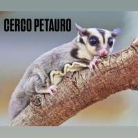 Petauro dello zucchero