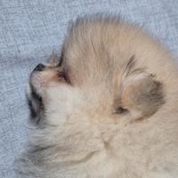 Spitz di pomerania