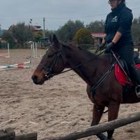 Cavallo