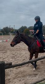 Cavallo