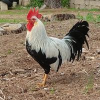 Galli Australorp e Livornese collo argento