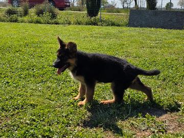 Cucciola di pastore tedesco