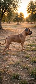 cuccioli di cane corso 