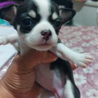 Chihuahua maschio crema