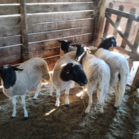 Pecore incrocio dorper