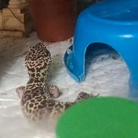 Geco leopardino