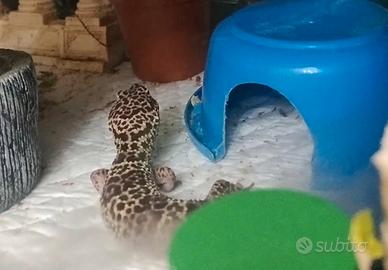 Geco leopardino