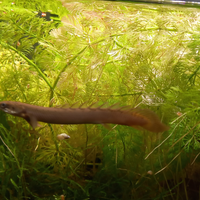 Polypterus