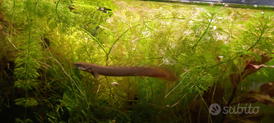 Polypterus