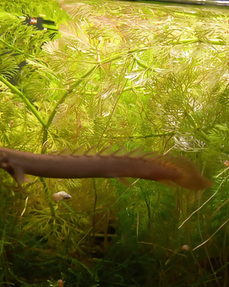 Polypterus