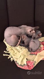 Gatto sphynx