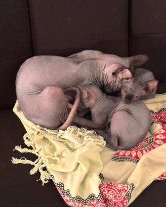 Gatto sphynx