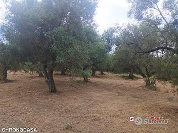Gualtieri, terreno con casolare rurale