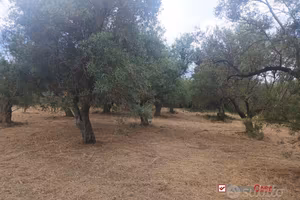 Gualtieri, terreno con casolare rurale