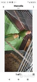 Inseparabili roseicollins