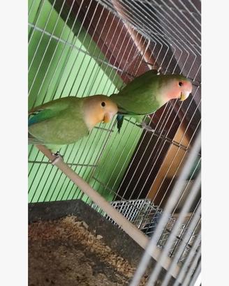 Inseparabili roseicollins