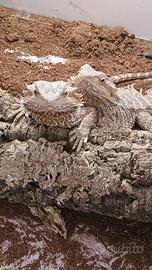 Drago barbuto "Pogona"