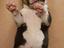 Immagine 4