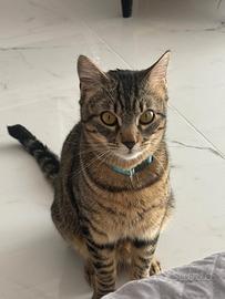 In adozione gatto giovane buonissimo