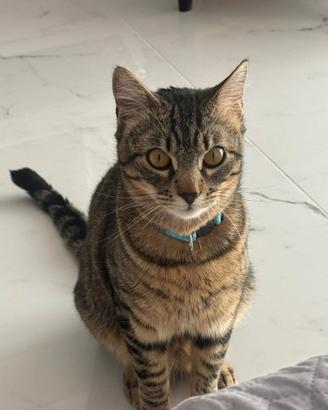 In adozione gatto giovane buonissimo