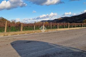 TER. AGRICOLO A FOGLIANISE