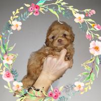 Maltipoo Toy cuccioli maschietto choco red