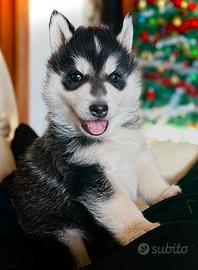Cucciolo siberian husky