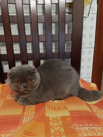Cucciola scottish fold