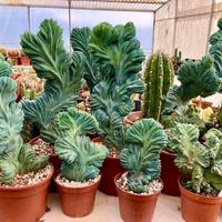 Cactus piante grasse giardino roccioso