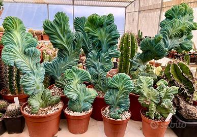 Cactus piante grasse giardino roccioso