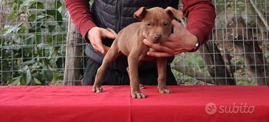 American Pitbull Terrier