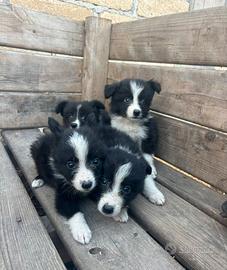 Cucciolo di Border collie