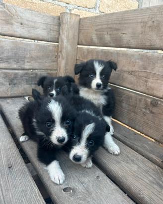 Cucciolo di Border collie