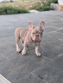 Cucciolo bulldog francese isabella newshade tan