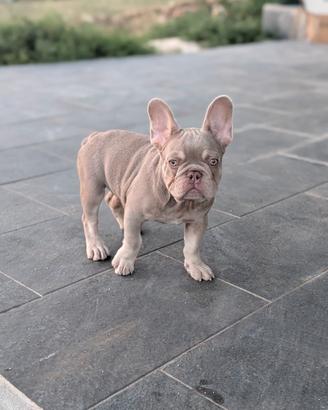 Cucciolo bulldog francese isabella newshade tan
