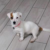 Cucciola di jack Russell