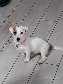 Cucciola di jack Russell