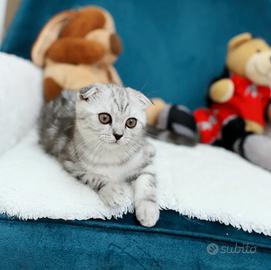 Gattino scottish Fold dolce affettuoso 