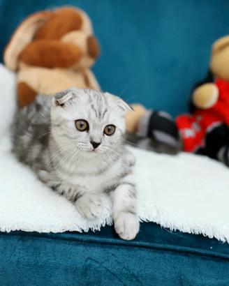 Gattino scottish Fold dolce affettuoso 