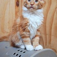 Cucciola Maine Coon con Pedigree