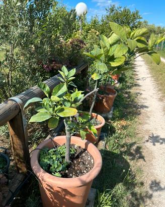 Piante di limone,arancio,pompelmo,cedro
