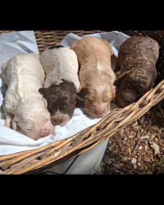 Cane CUCCIOLO LAGOTTO ROMAGNOLO