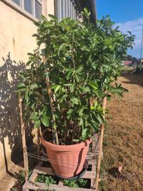 Alberi limoni